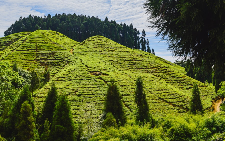 Darjeeling hills and tea gardens